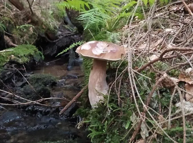 Lupus - Z Prywatna Sauna *