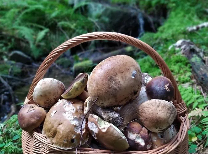 Appartamento Lupus - Z Prywatna Sauna